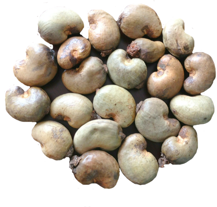 Organic Cashew Nut Png Photos (black, white)