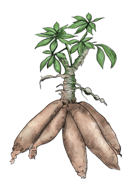 Organic Cassava Png Image (black, gray)