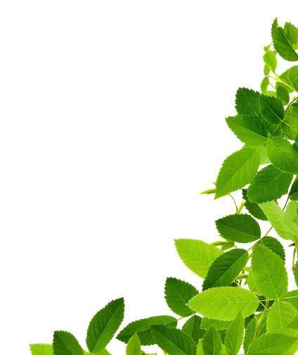 Organic Green Leaves Png Photos (green, black, olive, white)