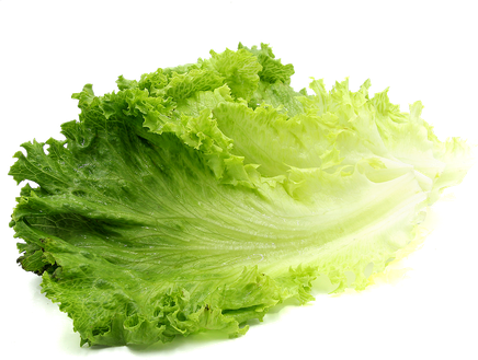 Organic Green Lettuce Png Image (black, white)