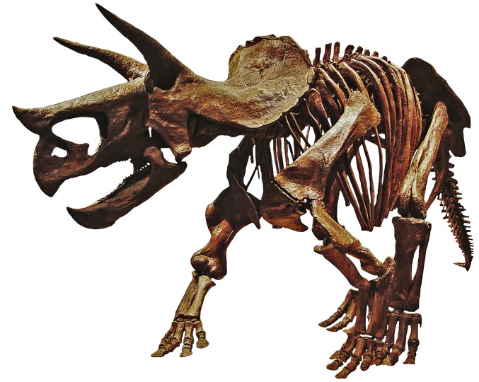 Triceratop Download Png Image (black)