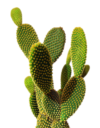 Prickly Pear Png Hd Isolated (black)