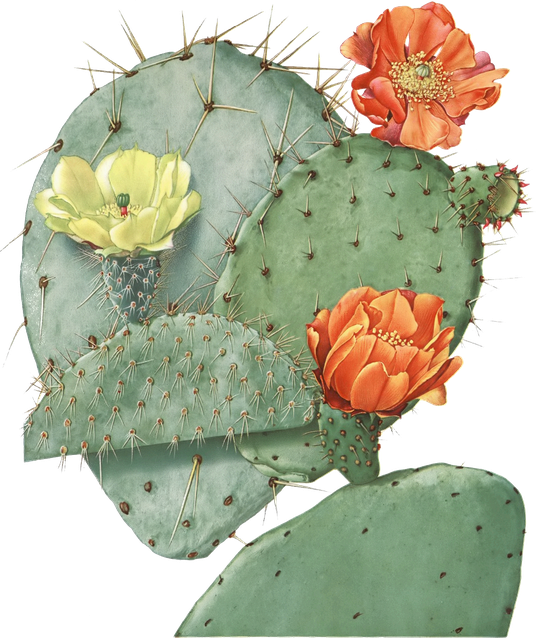 Prickly Pear Png Picture (gray, black)