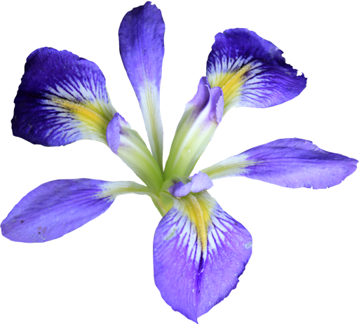 Iris Png Hd (violet, black, plum)