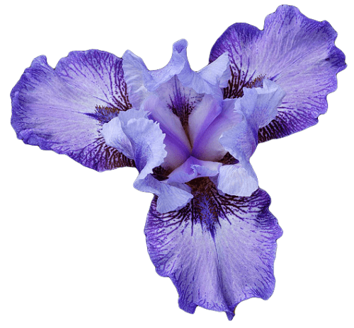 Iris Png Image (silver, black, plum)