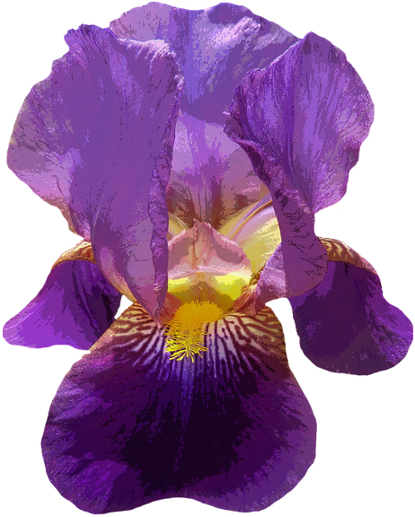 Iris Png Photo (gray, black)