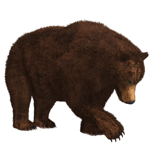 Grizzly Bear Png Isolated Hd (black)