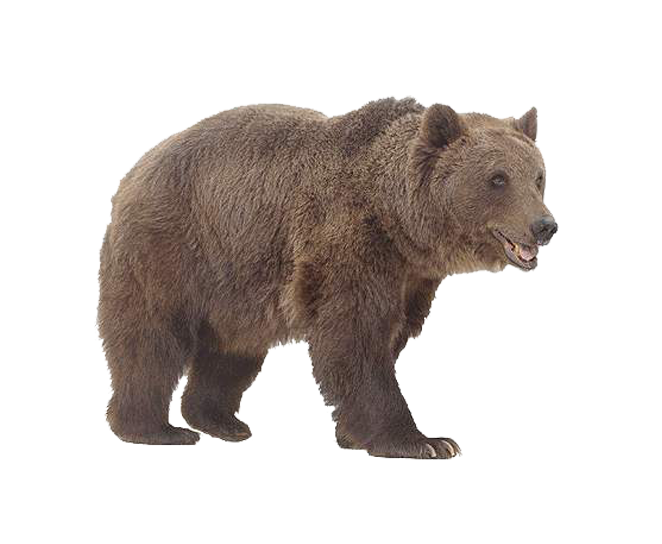 Grizzly Bear Png Pic (gray, white)