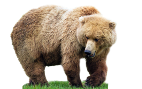 Grizzly Bear Png Picture (black, gray)