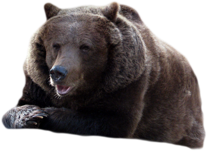 Grizzly Bear Transparent Png (black)