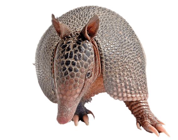 Armadillo Download Png Image (gray)