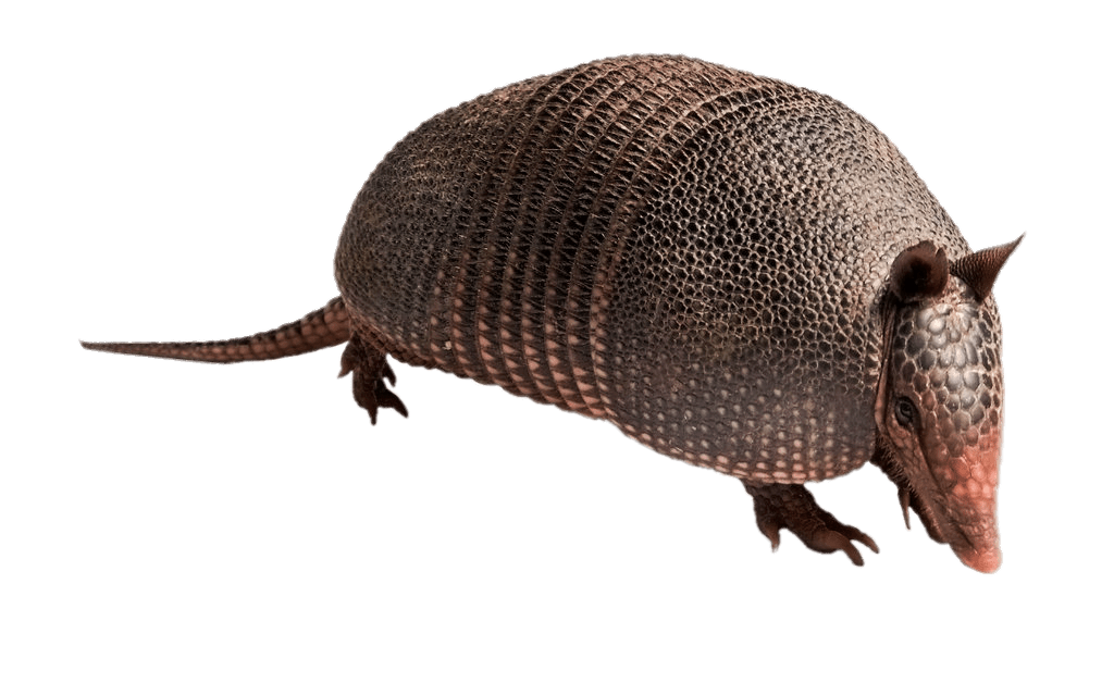 Armadillo Png Isolated Image (gray)