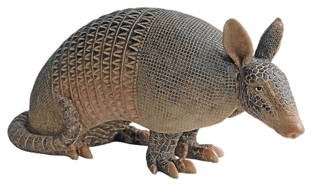 Armadillo Png Isolated Photo (gray)