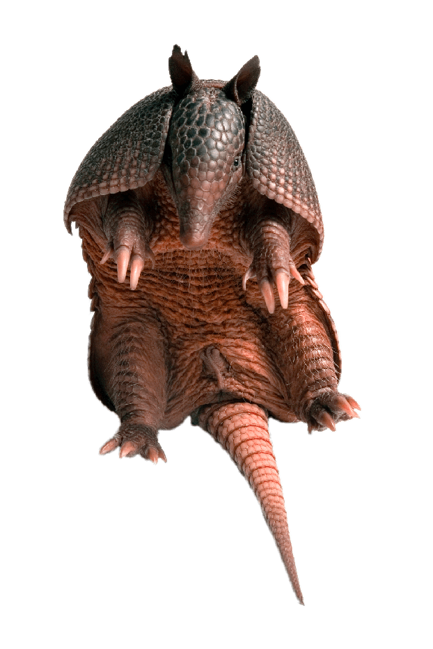 Armadillo Png Photo (gray)