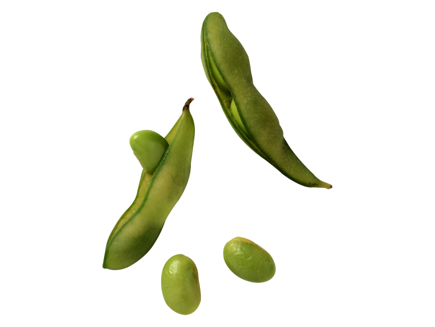 Broad Bean Download Png Image (white, black, gray)