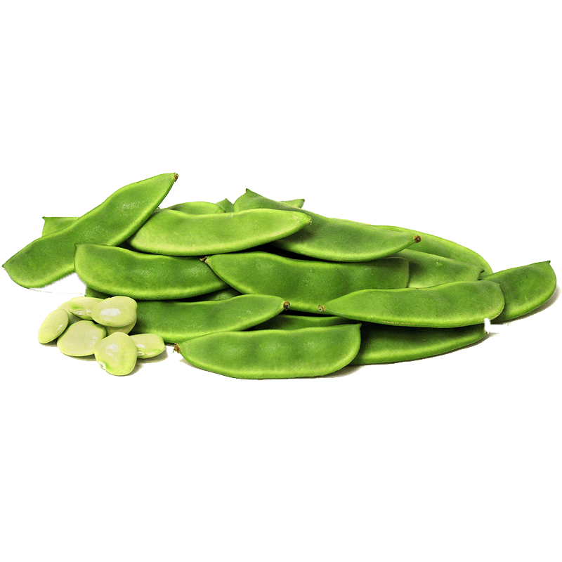 Broad Bean Png Clipart (gray)