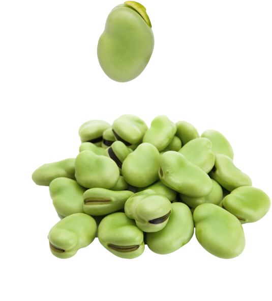 Broad Bean Png File (black, gray, silver)