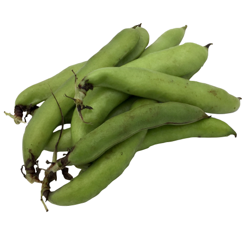 Broad Bean Png Image (black, gray, olive)