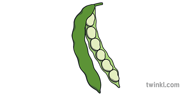 Broad Bean Png Picture (gray, olive)