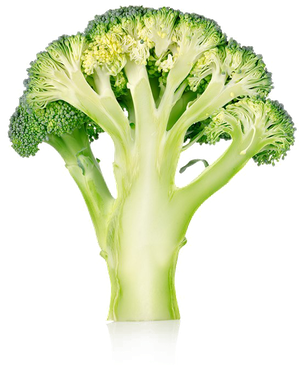 Broccoli Png No Background (white, beige, black)