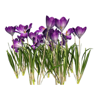 Crocus Png File (black, white, gray)