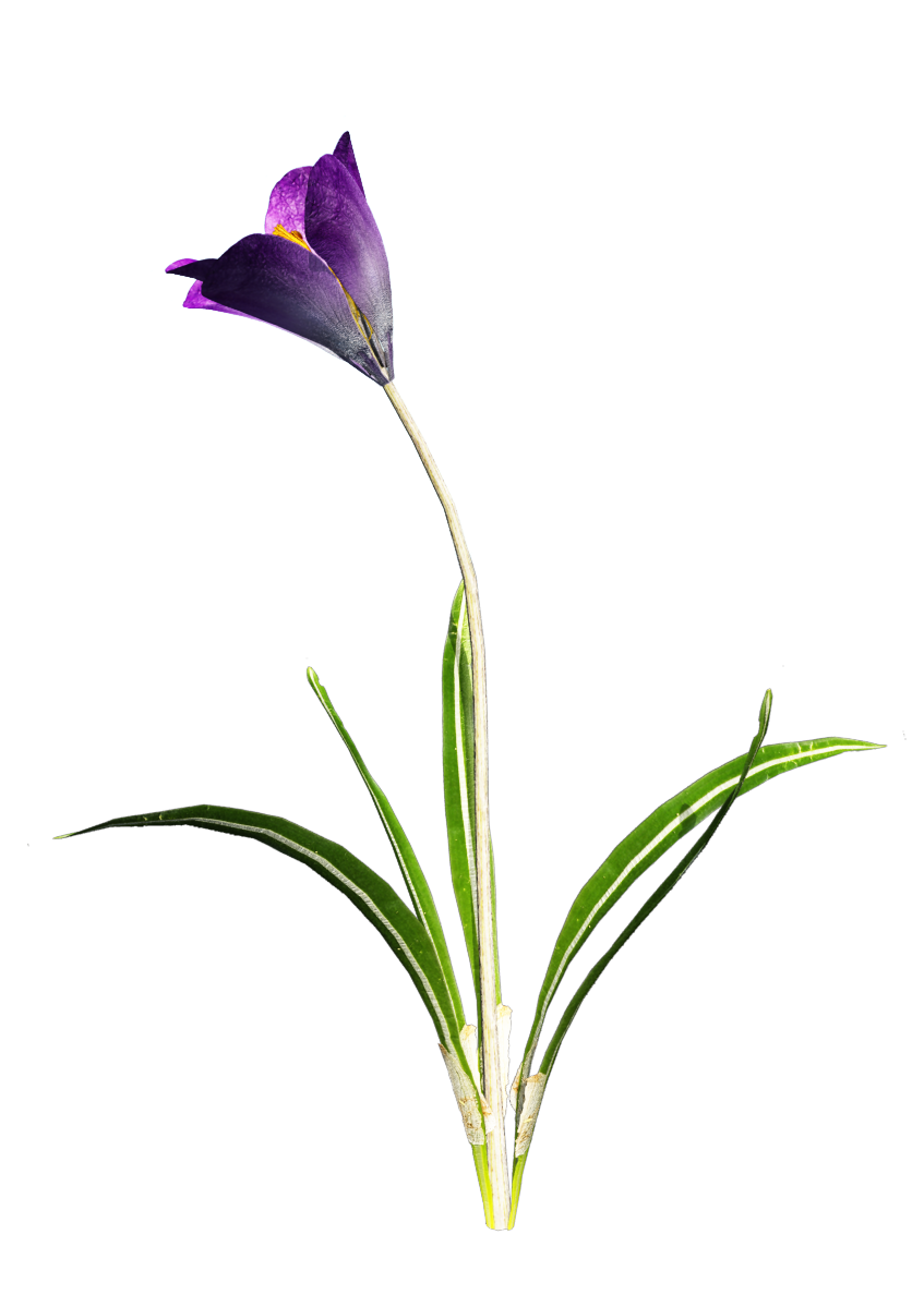 Crocus Png Hd (black)