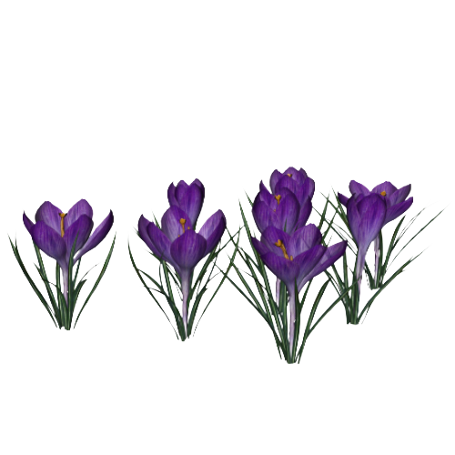 Crocus Png Photo (lavender, white)