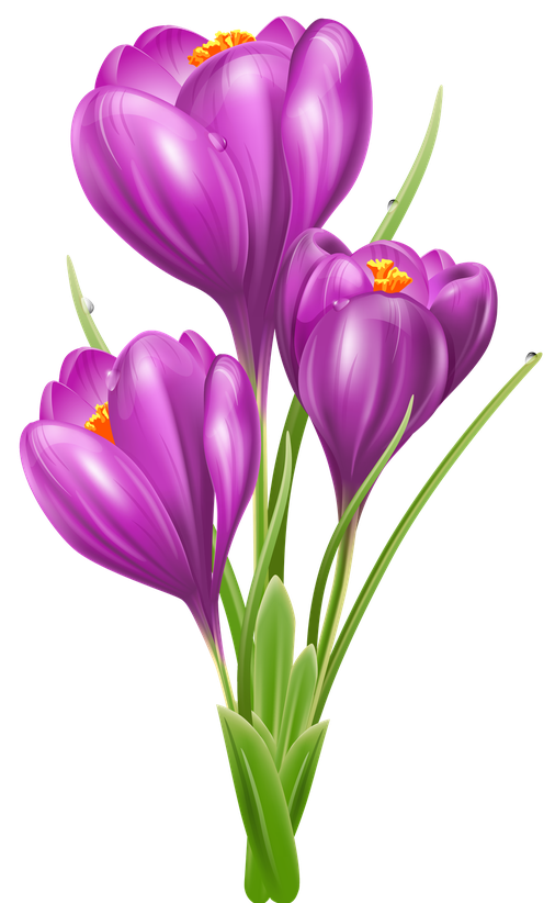 Crocus Png Photos (purple, black, violet)