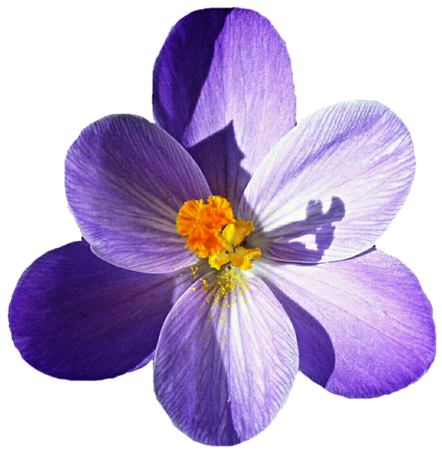 Crocus Png Picture (lavender, black, plum)