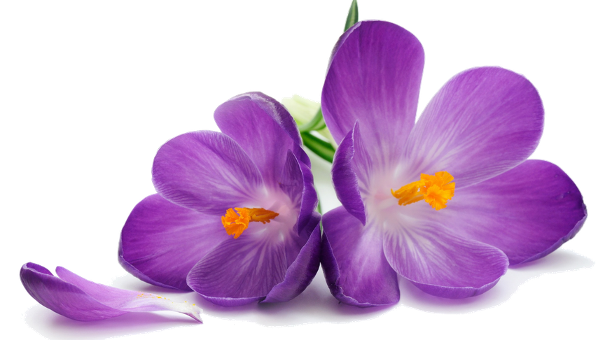 Crocus Png Transparent Image (lavender, black, gray)