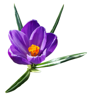 Crocus Transparent Background (black)