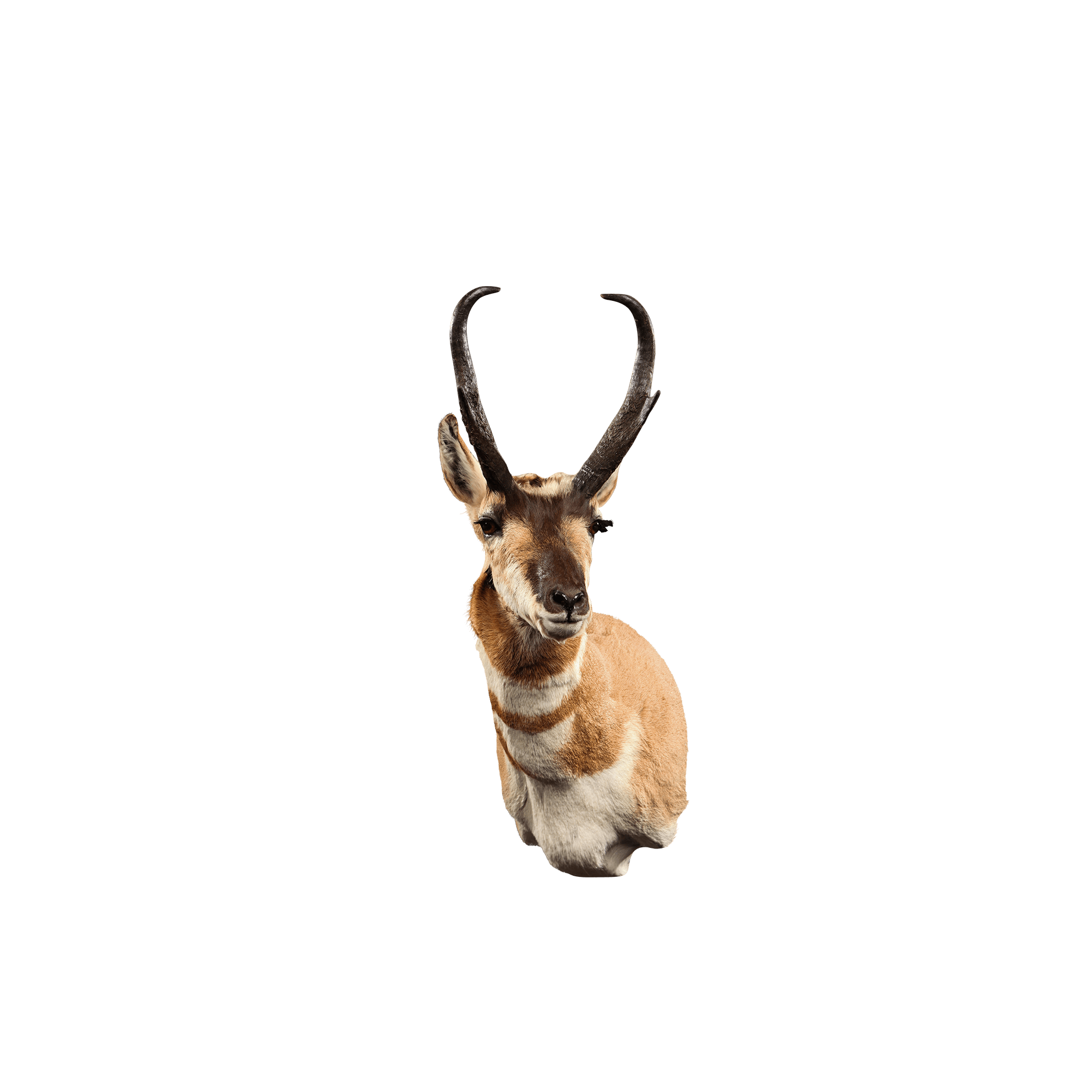 Pronghorn Png Hd (salmon, pink, black)