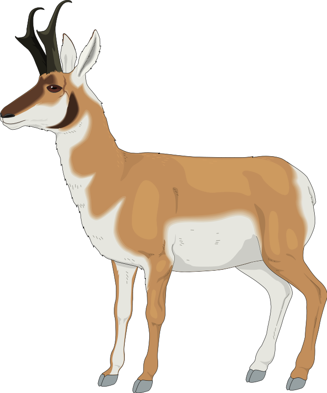 Pronghorn Png Isolated File (salmon, black, beige)