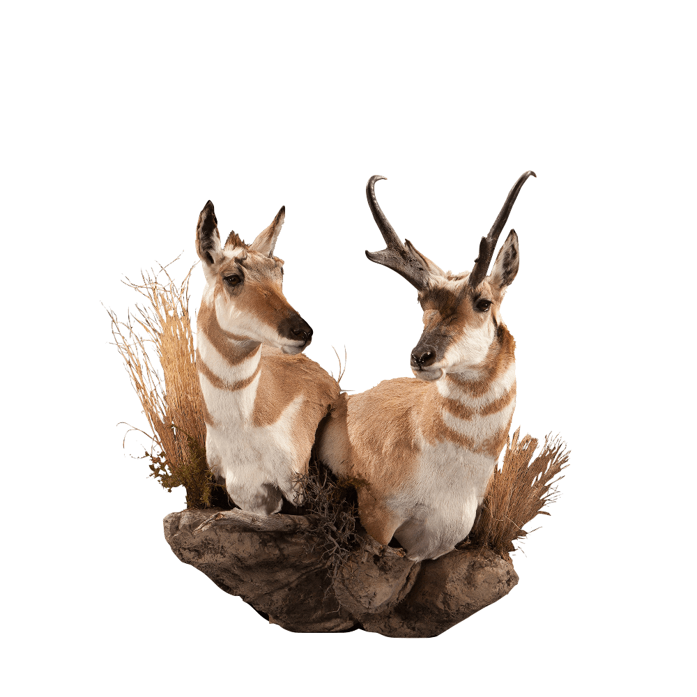 Pronghorn Png Isolated Photo (gray)