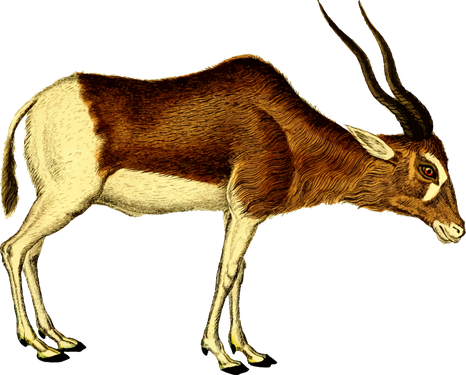 Pronghorn Png Picture (pink, black, beige)