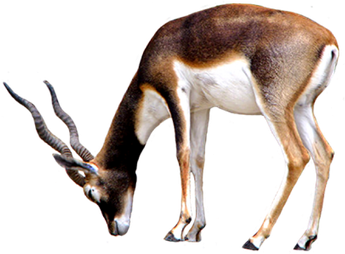 Pronghorn Png Transparent (black, white)