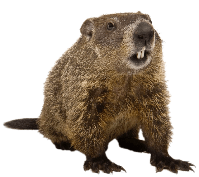 Groundhog Png Hd (gray)