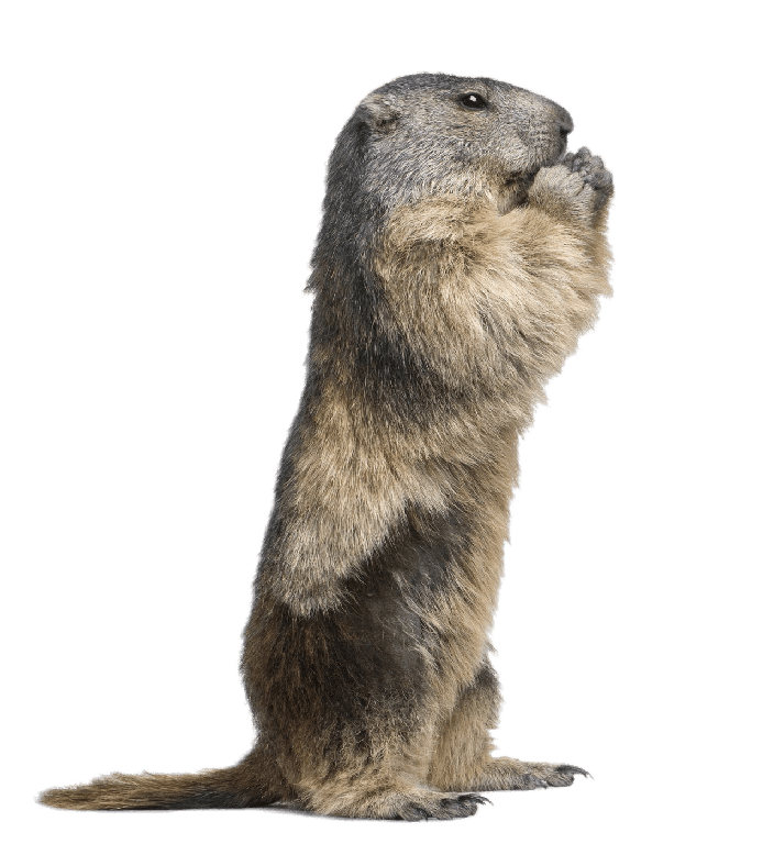 Groundhog Png Image (gray)