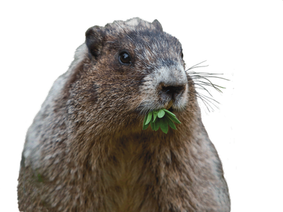 Groundhog Png (black, maroon)