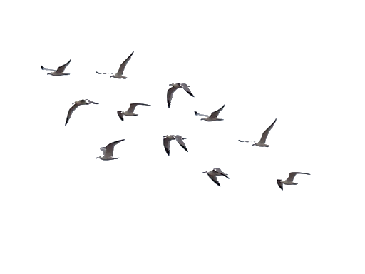 Group Flock Of Birds Transparent Background (black)