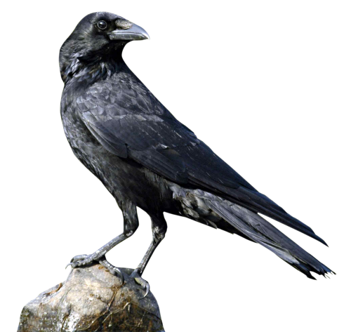 Crow Background Png (black)