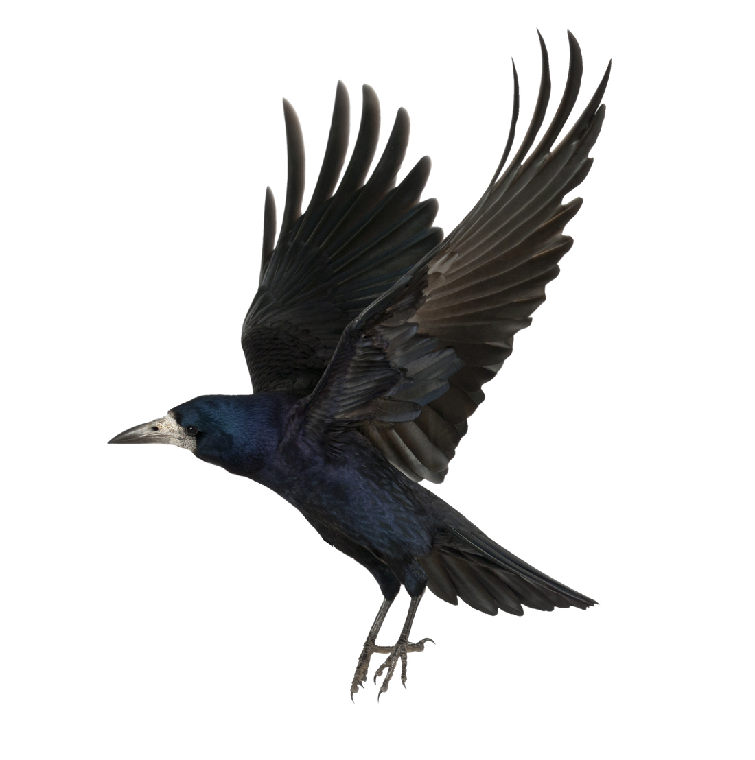 Crow Png Background Image (black)