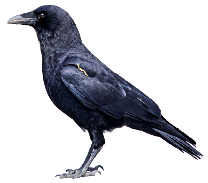 Crow Png Clipart (black)