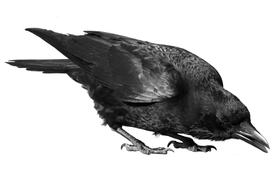 Crow Png File (black)