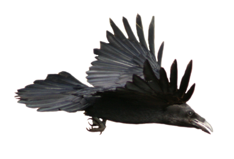 Crow Png Image (black)