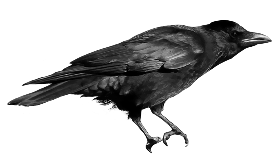 Crow Png Photo (black)