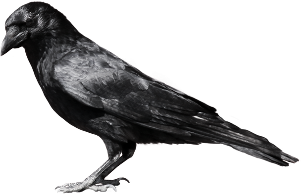 Crow Png Pic (black)