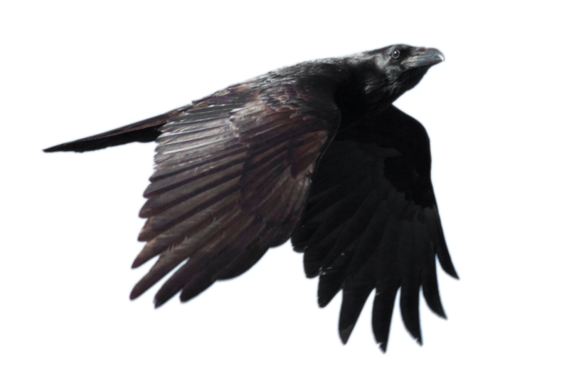 Crow Png Picture (black)