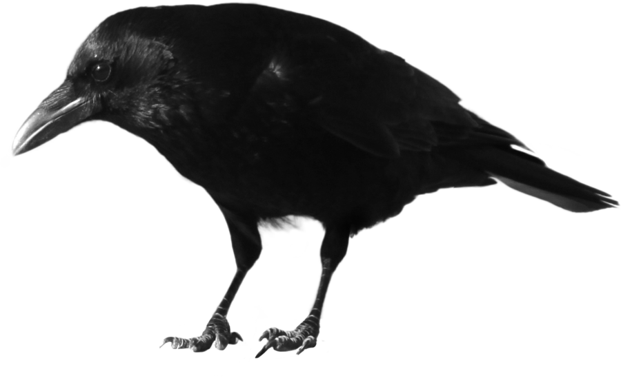 Crow Png Transparent Hd Photo (black)