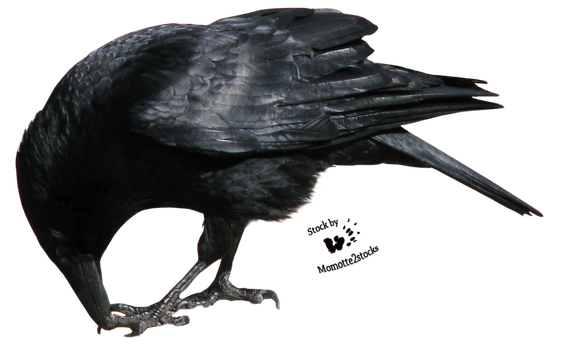 Crow Png Transparent Picture (black)